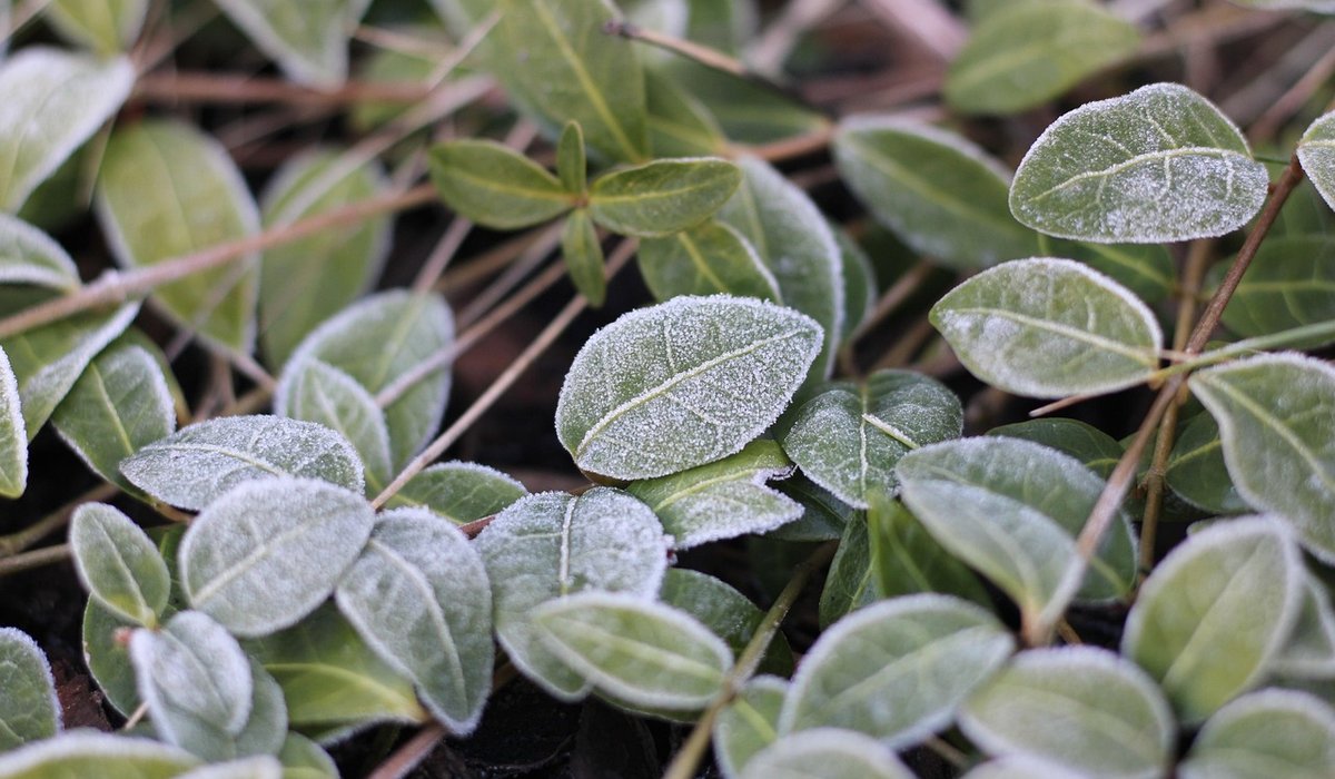 Keep Patio Pots Fragrant Through the Night