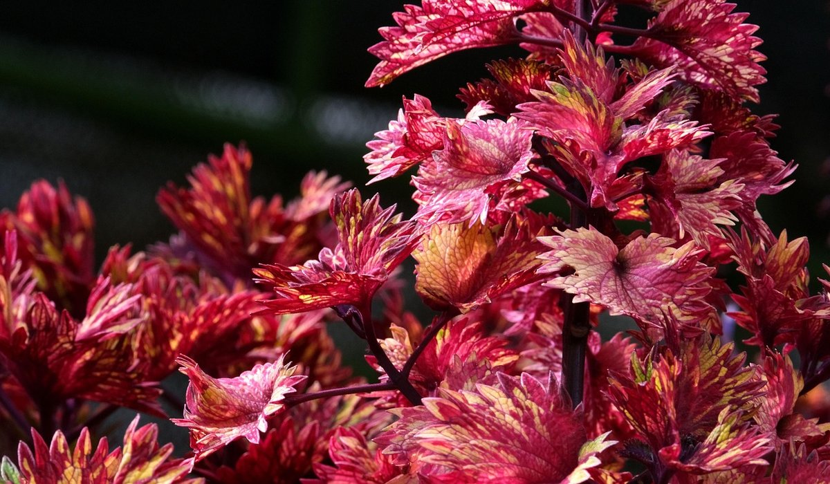 Plant a White Garden for Bright Summer Evenings