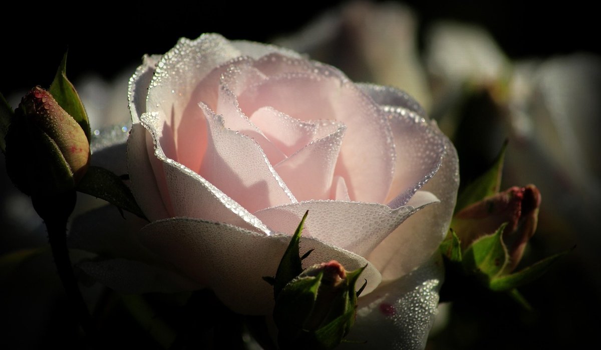 Why Pale Blooms Work Best in Twilight